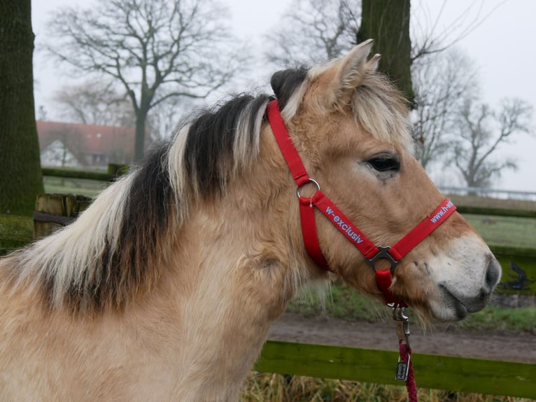 Chevaux fjord Étalon 1 Année 131 cm in Dorsten