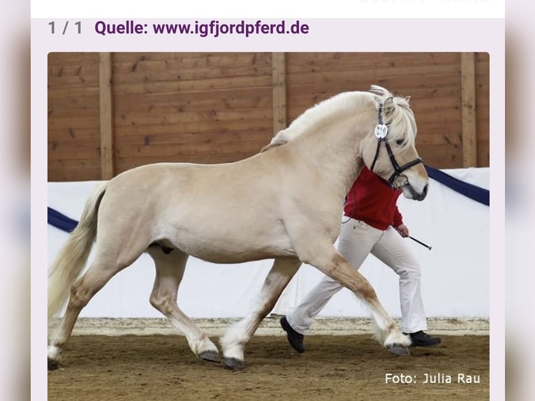 Chevaux fjord Étalon 1 Année 131 cm Isabelle in Wandlitz