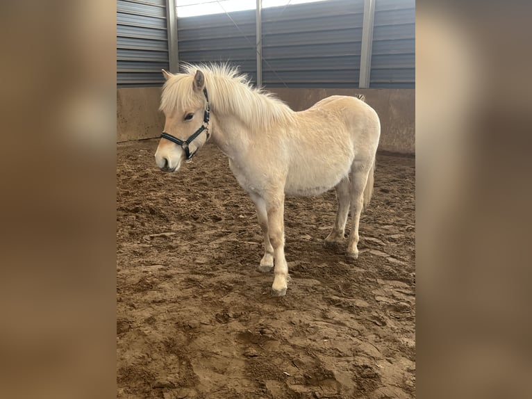 Chevaux fjord Étalon 1 Année 131 cm Isabelle in Wandlitz
