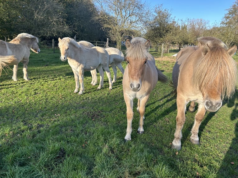 Chevaux fjord Étalon 1 Année 145 cm Bai cerise in Hijken