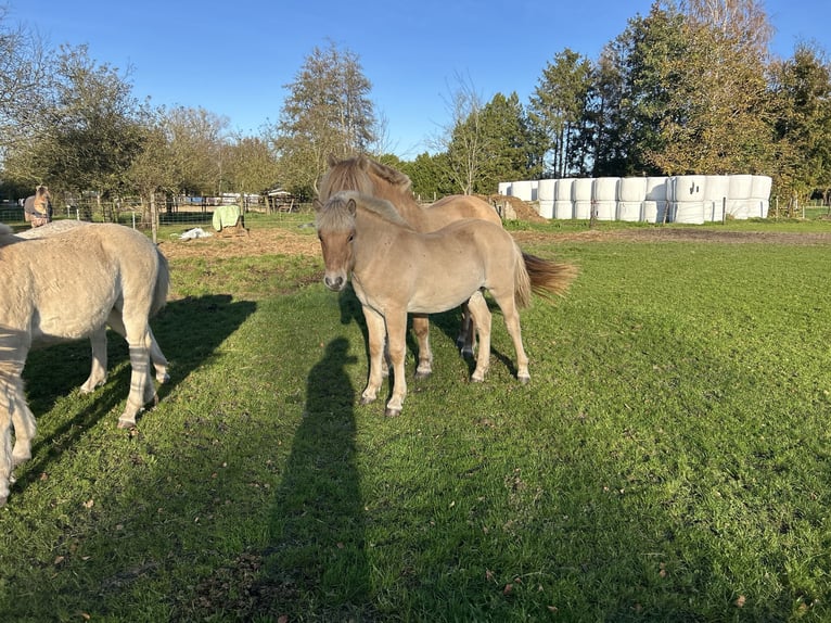 Chevaux fjord Étalon 1 Année 145 cm Bai cerise in Hijken