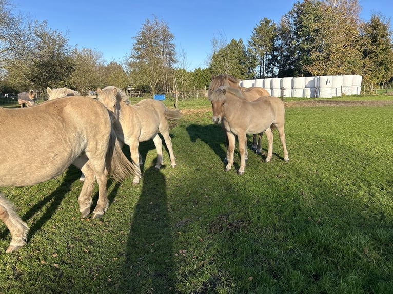 Chevaux fjord Étalon 1 Année 145 cm Bai cerise in Hijken