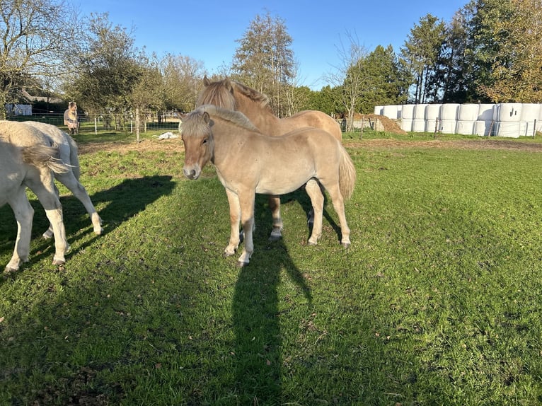 Chevaux fjord Étalon 1 Année 145 cm Bai cerise in Hijken