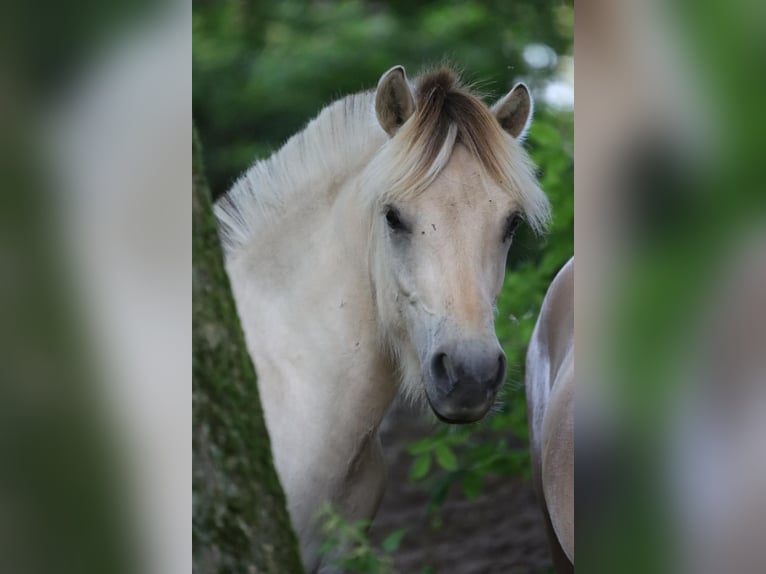 Chevaux fjord Étalon 1 Année 145 cm Gris (bai-dun) in Alt Duvenstedt