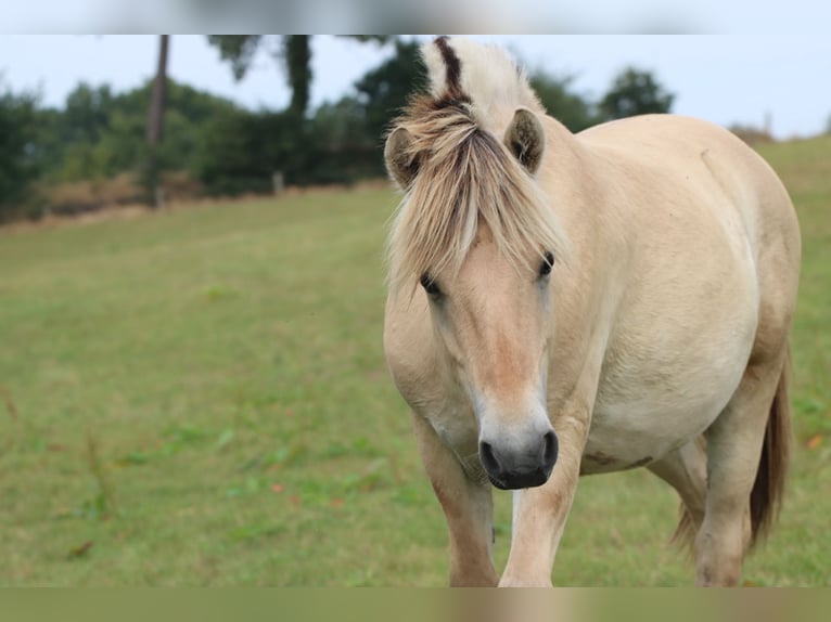 Chevaux fjord Étalon 1 Année 145 cm Isabelle in Alt Duvenstedt