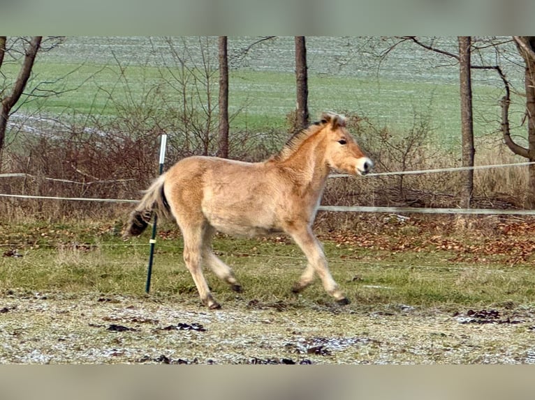 Chevaux fjord Étalon 1 Année 146 cm Isabelle in Plaue