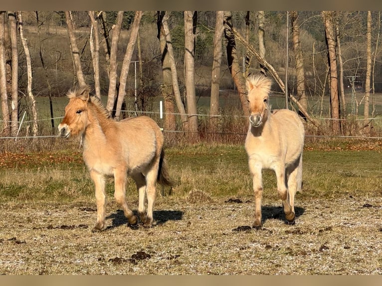 Chevaux fjord Étalon 1 Année 146 cm Isabelle in Plaue