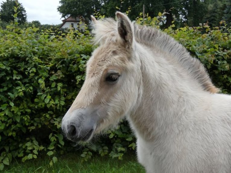 Chevaux fjord Étalon 1 Année 147 cm in Lübtheen OT Langenheide