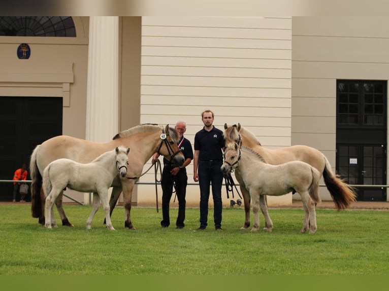 Chevaux fjord Étalon 1 Année 147 cm in Lübtheen OT Langenheide