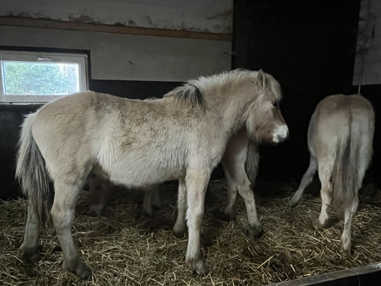 Chevaux fjord Étalon 1 Année 148 cm Isabelle in Oud Ootmarsum