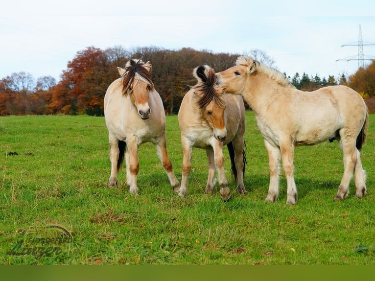 Chevaux fjord Étalon 1 Année 150 cm Isabelle in Remscheid