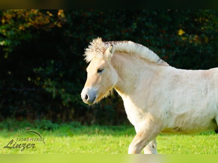 Chevaux fjord Étalon 1 Année 150 cm Isabelle in Remscheid