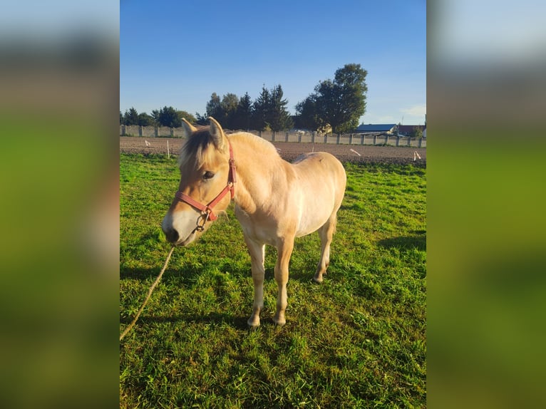 Chevaux fjord Étalon 1 Année Alezan dun in Kębłowo