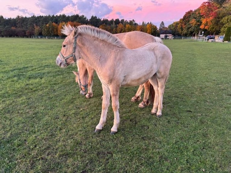 Chevaux fjord Étalon 1 Année Alezan dun in Kamień Śląski