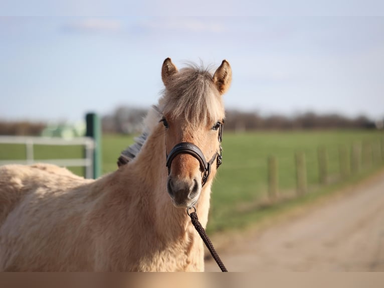Chevaux fjord Étalon 1 Année Bai in Grünberg