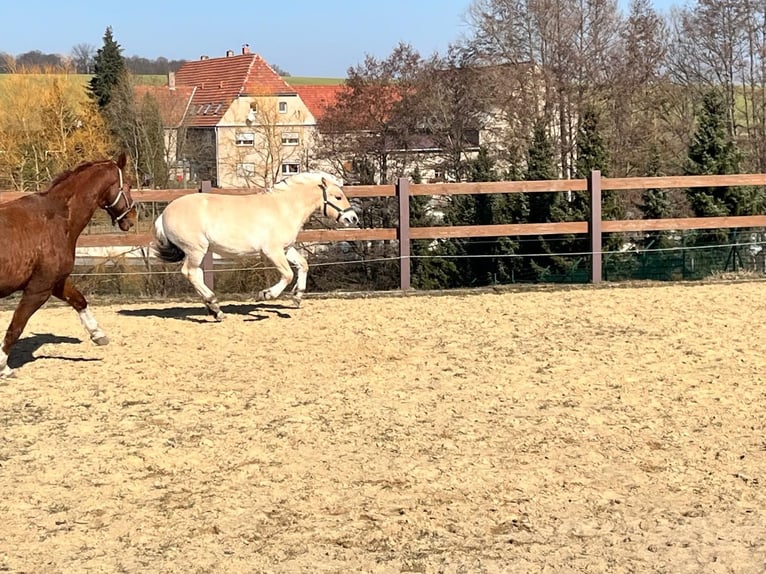 Chevaux fjord Étalon 1 Année in Bahretal