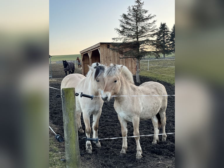 Chevaux fjord Étalon 1 Année in Bahretal