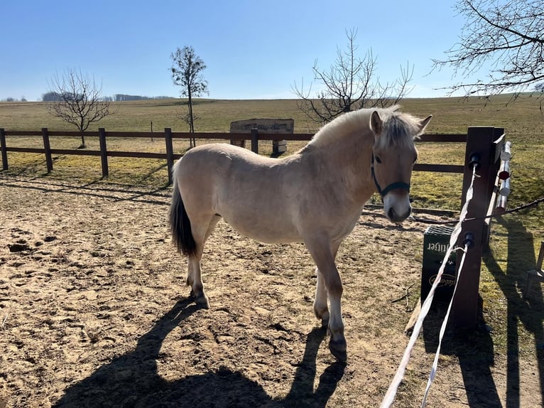 Chevaux fjord Étalon 1 Année in Bahretal