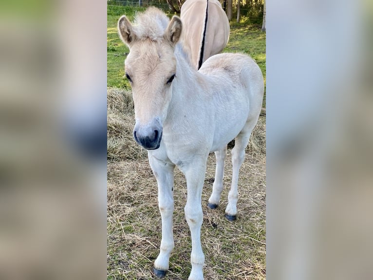 Chevaux fjord Étalon 1 Année in Finsterwalde