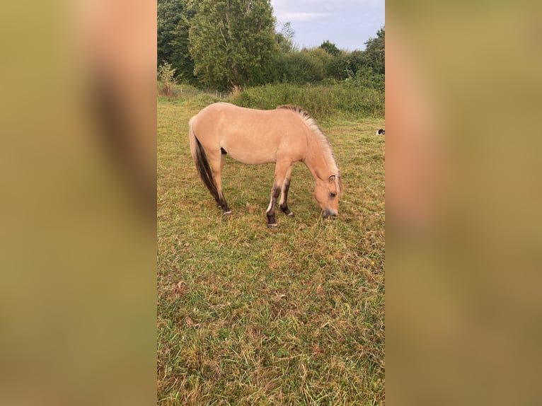 Chevaux fjord Étalon 2 Ans 140 cm Isabelle in St. Urban