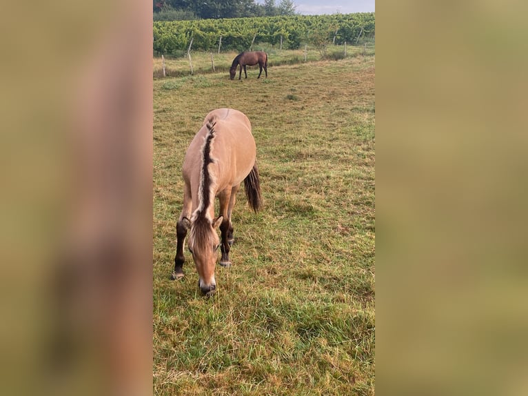 Chevaux fjord Étalon 2 Ans 140 cm Isabelle in St. Urban