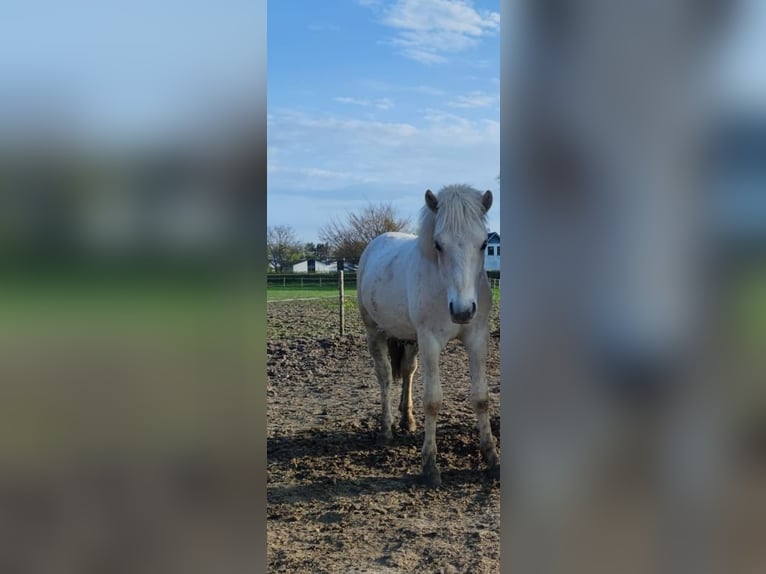 Chevaux fjord Étalon 2 Ans 151 cm Bai in N&#xF8;rager