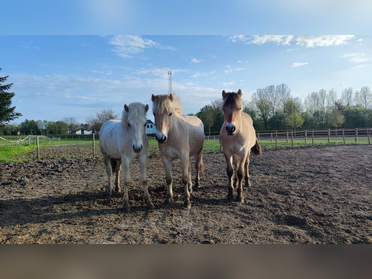 Chevaux fjord Étalon 2 Ans 151 cm Bai in N&#xF8;rager
