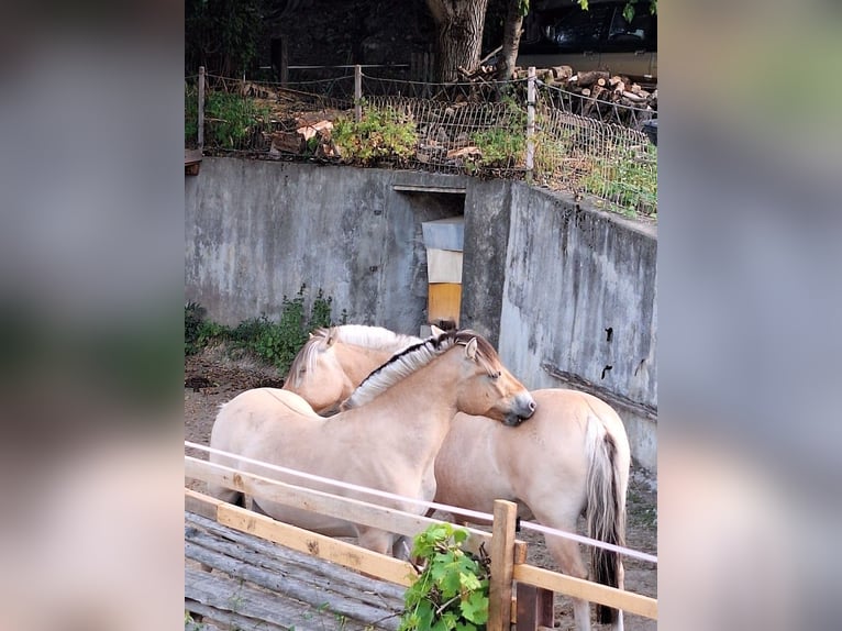 Chevaux fjord Étalon 2 Ans in L&#x27;Argentiere La Bess&#xE9;e