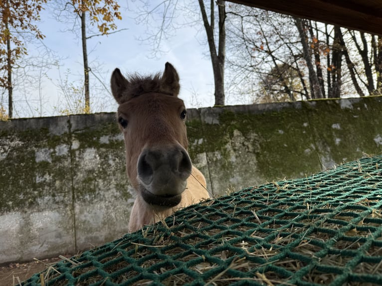 Chevaux fjord Étalon 2 Ans Isabelle in Neuendettelsau