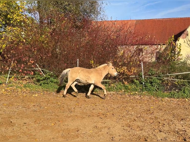 Chevaux fjord Étalon 2 Ans Isabelle in Neuendettelsau