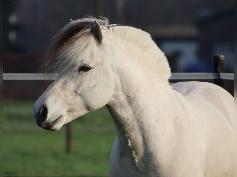 Chevaux fjord Étalon 3 Ans 143 cm Blanc in Beek en Donk