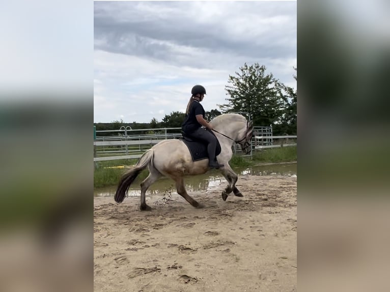 Chevaux fjord Étalon 7 Ans 146 cm Isabelle in BonnBinn