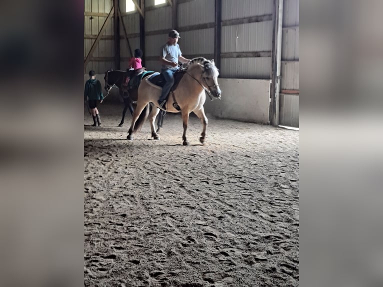 Chevaux fjord Étalon 8 Ans Isabelle in Millington