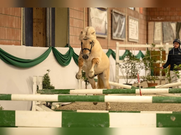 Chevaux fjord Étalon Alezan dun in Hijken
