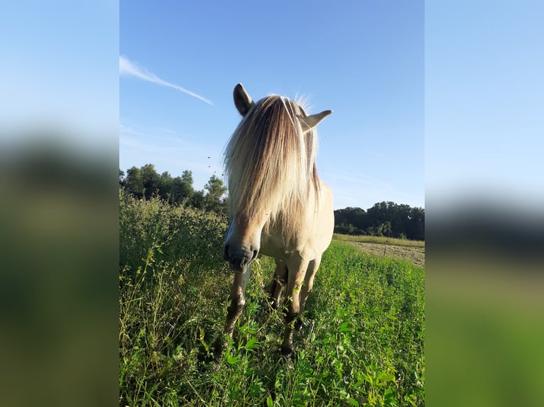 Chevaux fjord Étalon Isabelle in Gerswalde