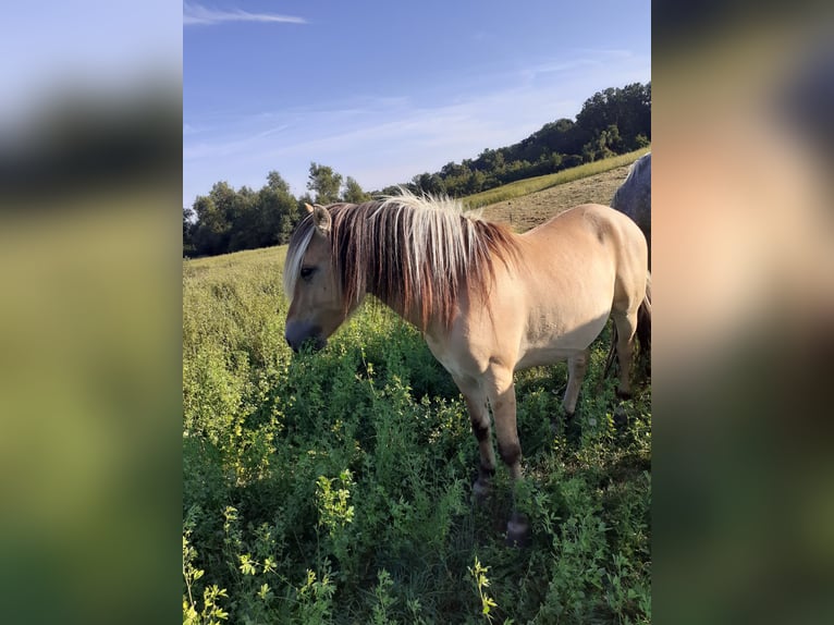 Chevaux fjord Étalon Isabelle in Gerswalde