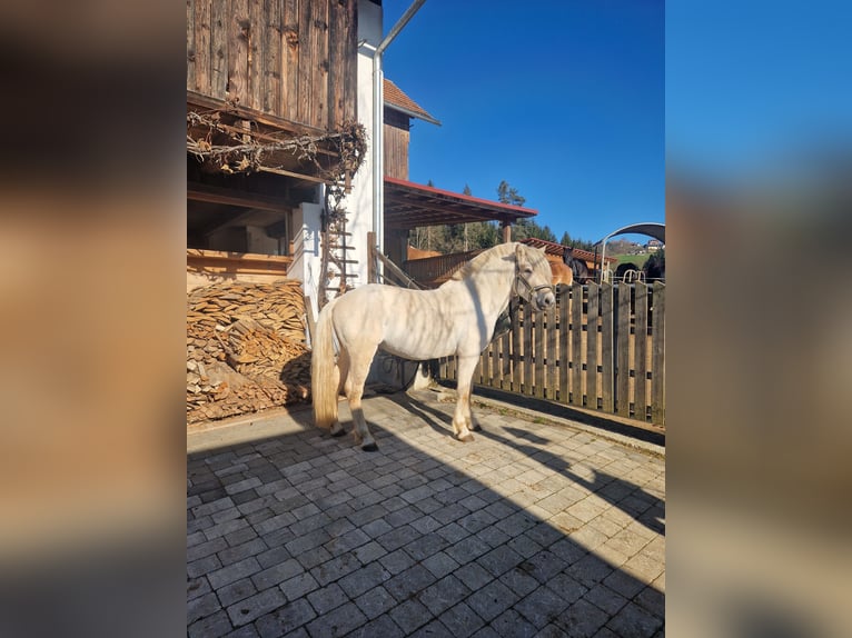 Chevaux fjord Étalon Isabelle in Voitsberg