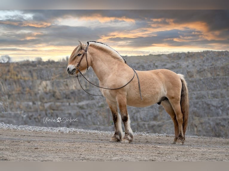 Chevaux fjord Étalon Isabelle in Remscheid