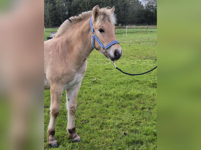 Chevaux fjord Étalon Poulain (05/2025) 147 cm in Westerbeek