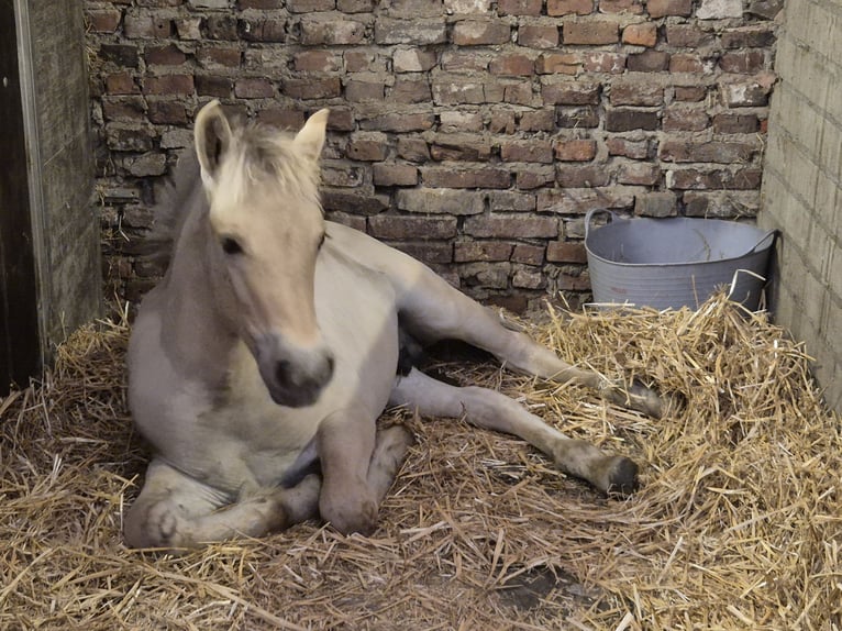 Chevaux fjord Étalon Poulain (05/2025) 147 cm in Westerbeek
