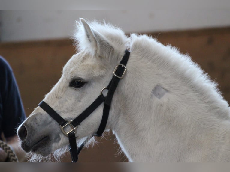 Chevaux fjord Étalon Poulain (04/2024) 147 cm in Lübtheen OT Langenheide