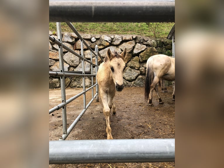 Chevaux fjord Étalon Poulain (04/2024) 147 cm Isabelle in Grein