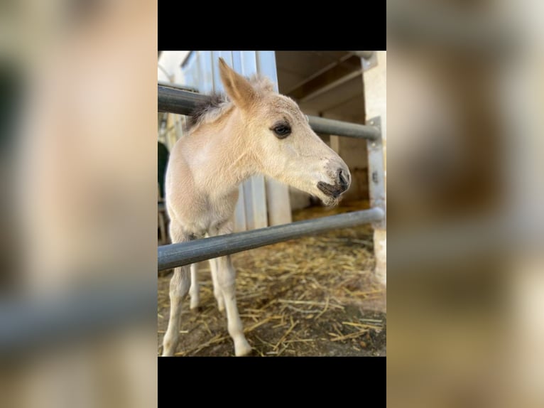 Chevaux fjord Étalon Poulain (04/2024) 147 cm Isabelle in Grein