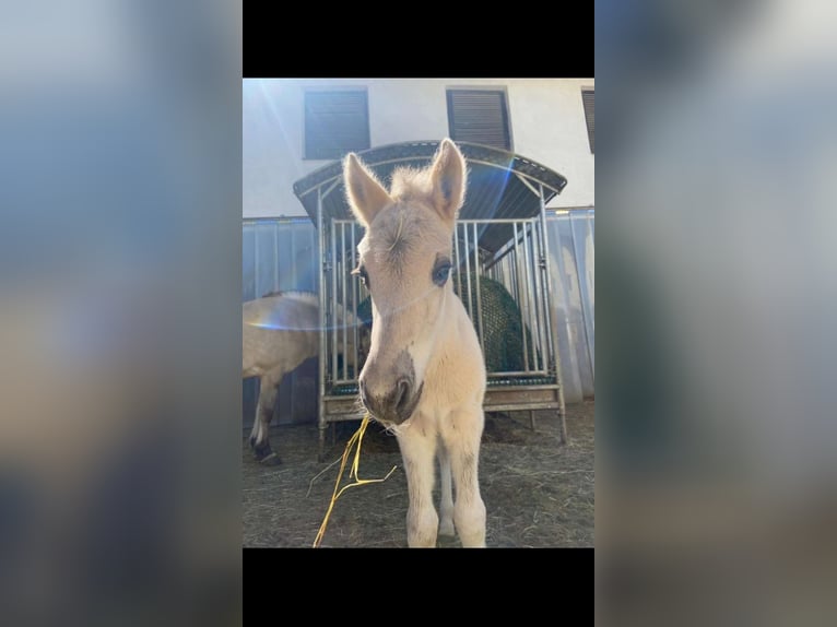 Chevaux fjord Étalon Poulain (04/2024) 147 cm Isabelle in Grein