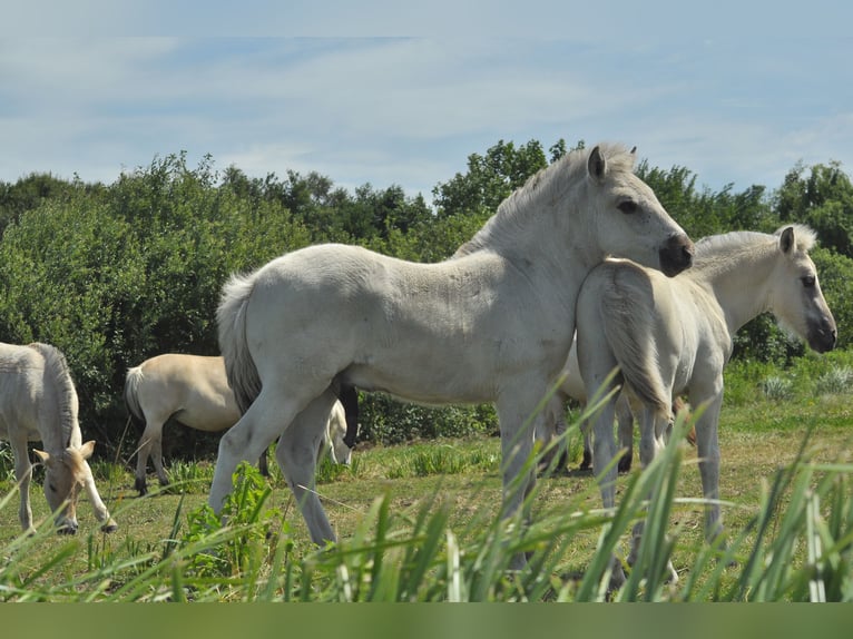 Chevaux fjord Étalon Poulain (05/2025) 148 cm Grullo in Wanneperveen
