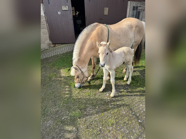 Chevaux fjord Étalon Poulain (05/2026) 148 cm Isabelle in Marsberg- Giershagen