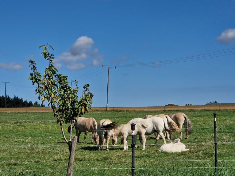 Chevaux fjord Étalon Poulain (05/2024) 148 cm Isabelle in Stipshausen