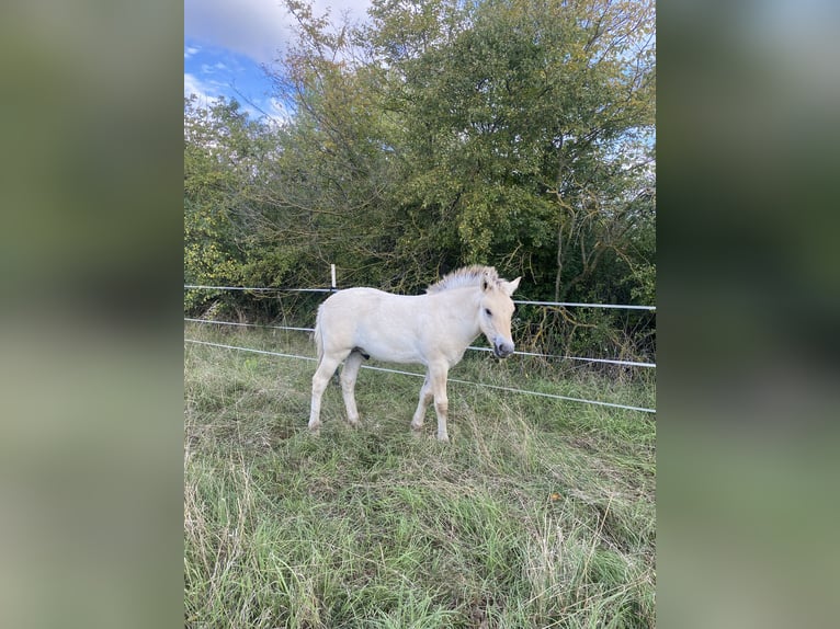 Chevaux fjord Étalon Poulain (05/2024) 148 cm Isabelle in Erfurt