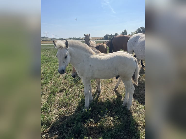 Chevaux fjord Étalon Poulain (05/2024) 148 cm Isabelle in Erfurt