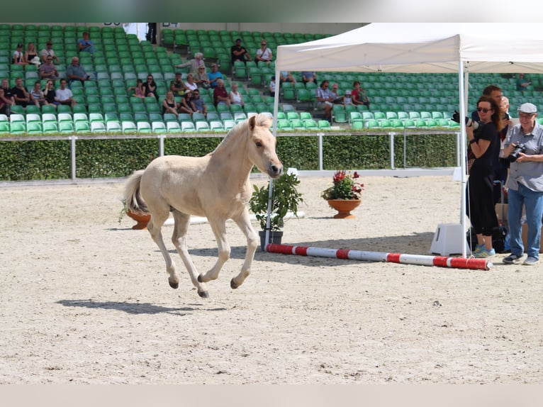 Chevaux fjord Étalon Poulain (04/2026) 150 cm Isabelle in Niederstriegis